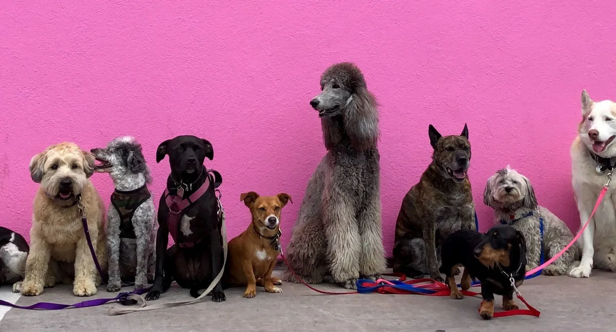 different types of dogs